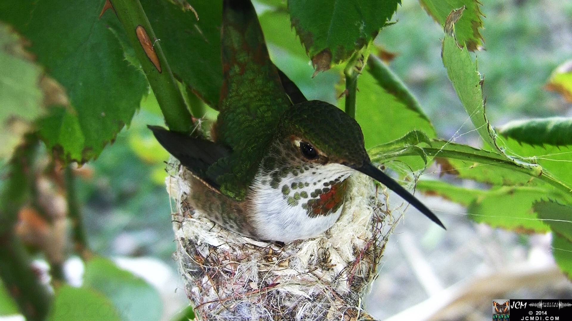Allen's Hummingbird female in nest 
